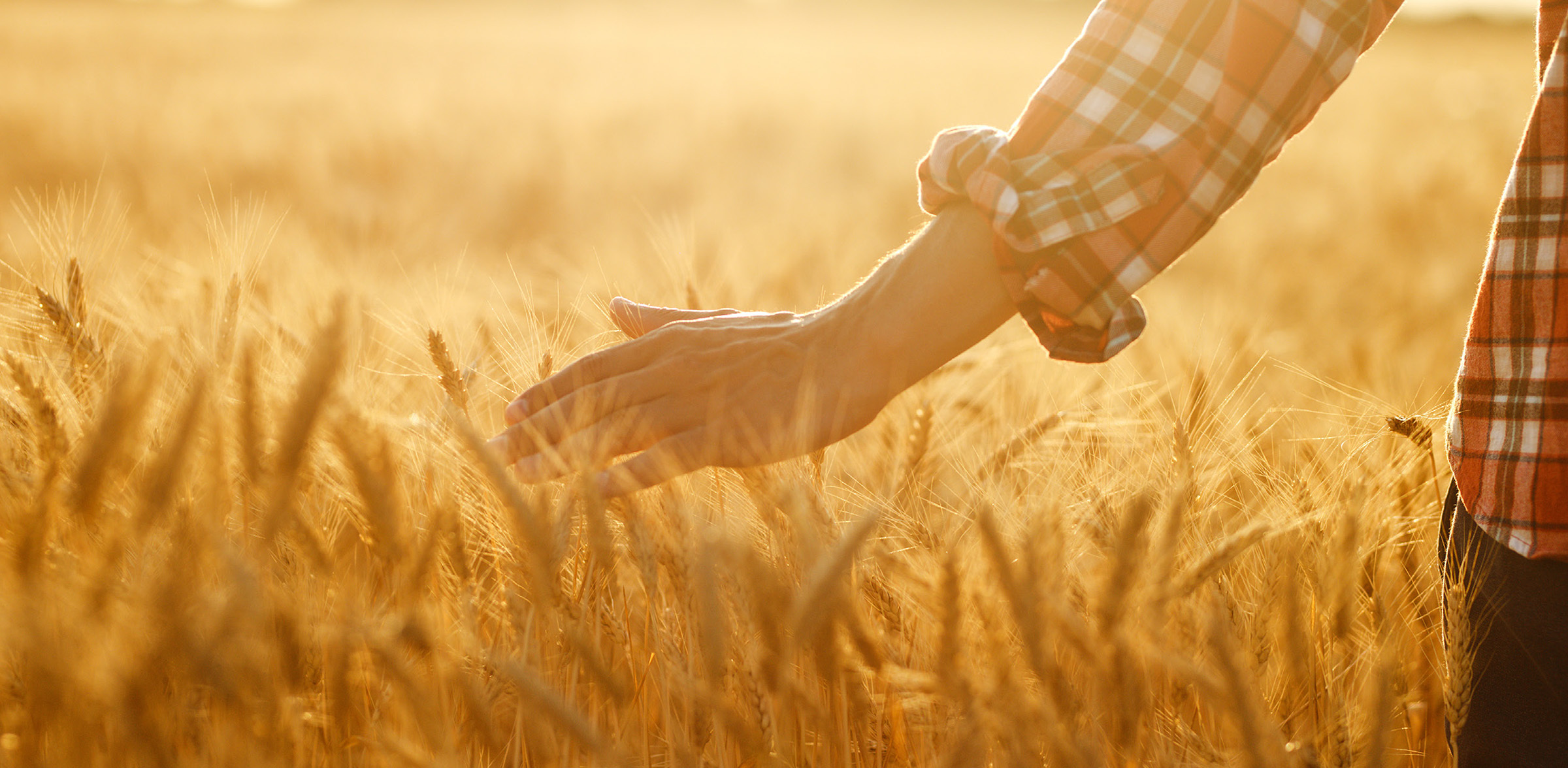 Grupo Bimbo protects its global connected supply chain with Palo Alto Networks